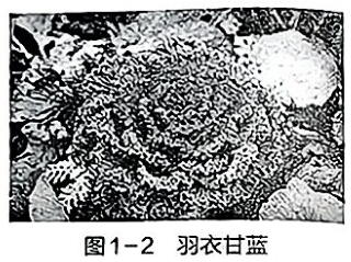 图1-2所示)，其叶片形态美观多变，颜色鲜艳丰富，经常被误认为花。请 - 义乌1+1教育优创优星科学馆