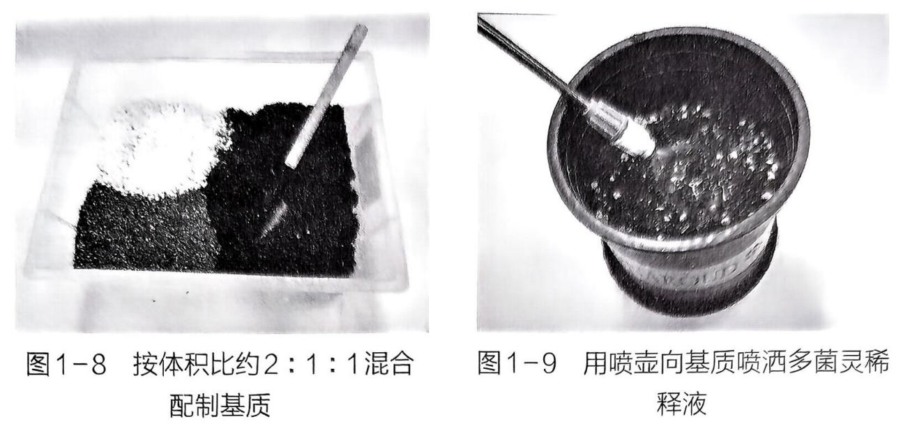 利用准备的器材，完成月季的扦插 - 义乌1+1教育优创优星科学馆