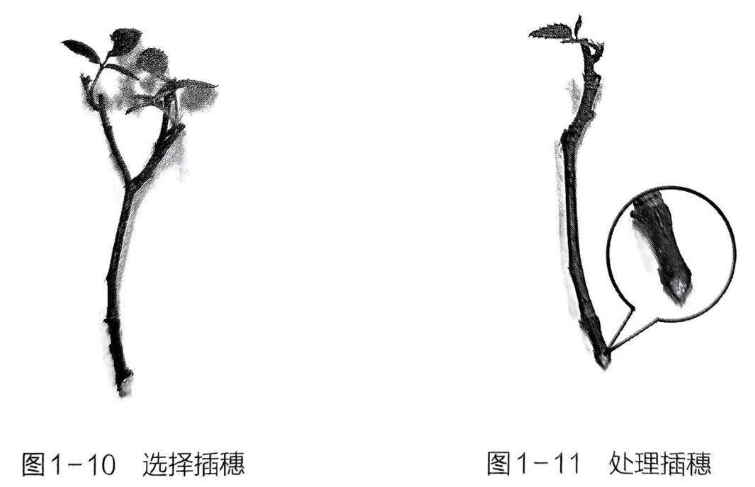 利用准备的器材，完成月季的扦插 - 义乌1+1教育优创优星科学馆
