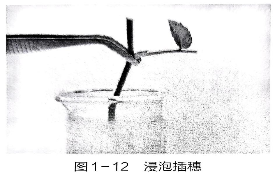 利用准备的器材，完成月季的扦插 - 义乌1+1教育优创优星科学馆