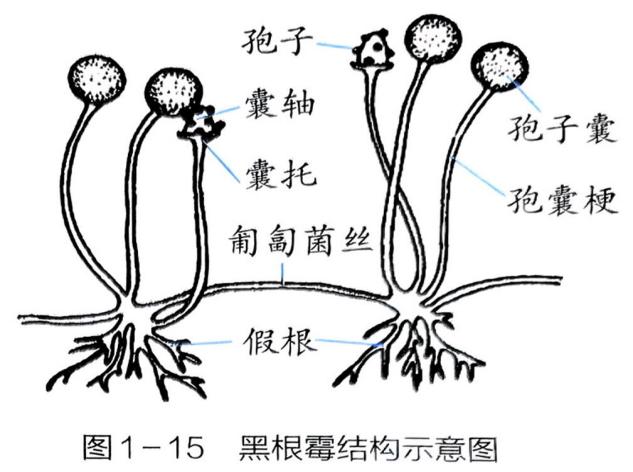 图1-15观察和辨认黑根霉的孢子囊、孢囊梗、假根、孢子等结构，并完成表 - 义乌1+1教育优创优星科学馆