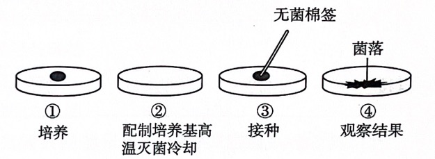 图是“检测不同环境中的细菌和真菌”的探究 - 义乌1+1教育优创优星科学馆