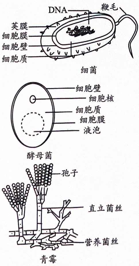 要点4．（1）实验假设参考实验结论。（4 - 义乌1+1教育优创优星科学馆