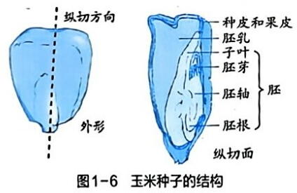 解剖和观察种子 - 义乌1+1教育优创优星科学馆