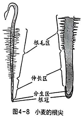 观察根尖的结构 - 义乌1+1教育优创优星科学馆
