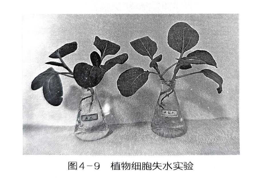 探究植物从土壤中吸收水分的条件 - 义乌1+1教育优创优星科学馆