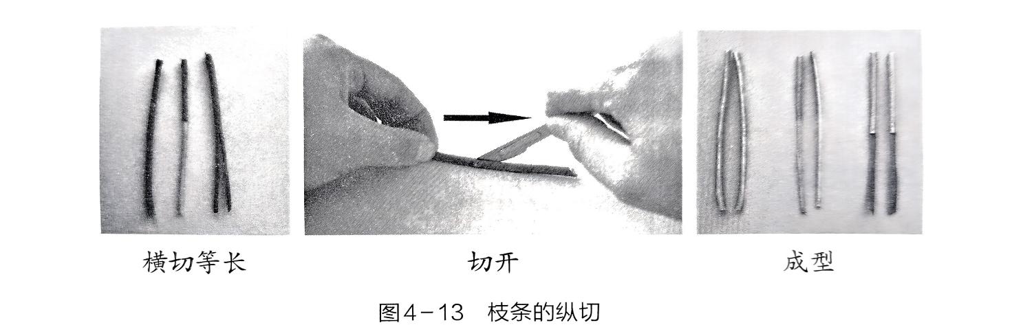 探究茎的运输作用·实验过程 - 义乌1+1教育优创优星科学馆