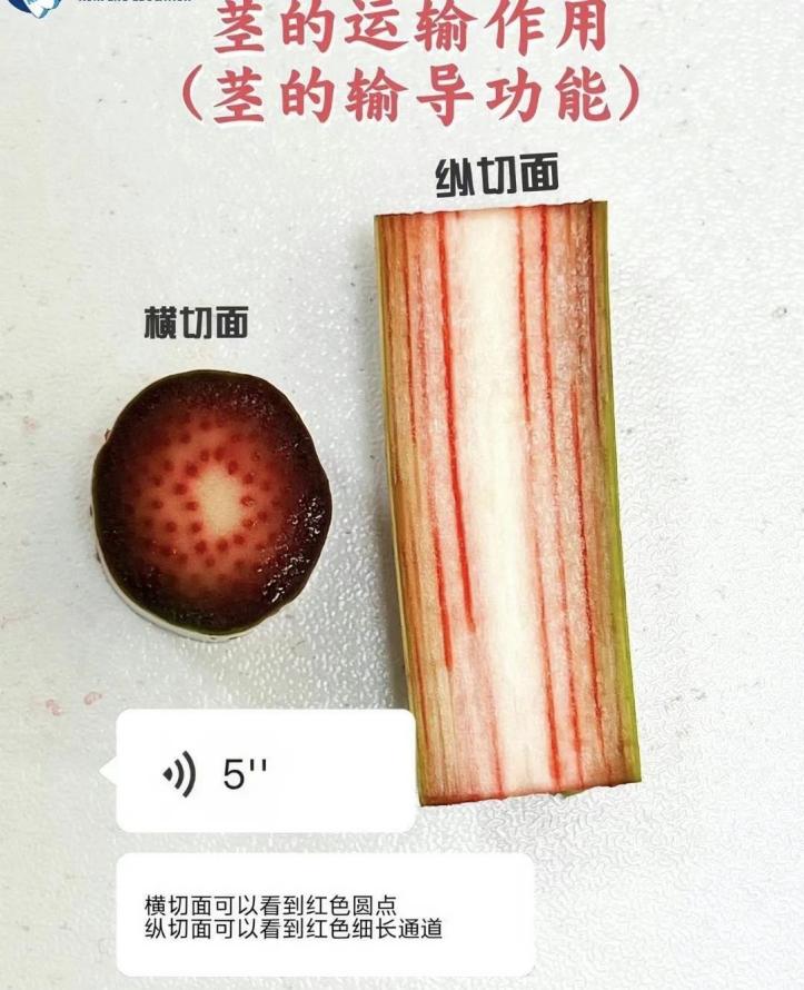 取一支带叶的白色百合花枝条,将其下端插入 - 义乌1+1教育优创优星科学馆